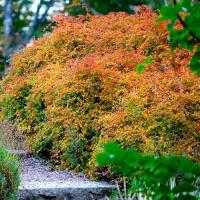 Стефандра надрезоннолистная Криспа