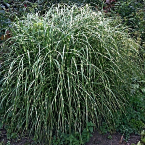 Мискантус Зебринус Мискантус Зебринус