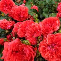 Роза Ютерсент Ротенкенигин