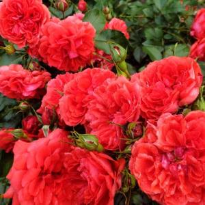 Роза Ютерсент Ротенкенигин