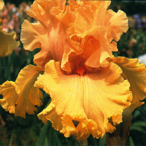 Ирис Голден Пантер