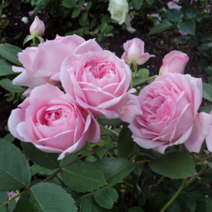 Роза канадская Прэйри Джой