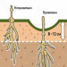 Клематис Роогучи 2 корня