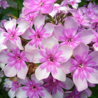 ФлоксЗвездочет( селекция Россия)