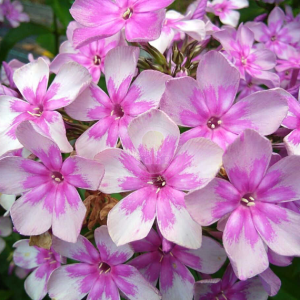 ФлоксЗвездочет( селекция Россия)