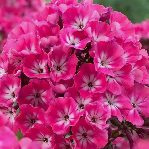 Флокс Анастасия