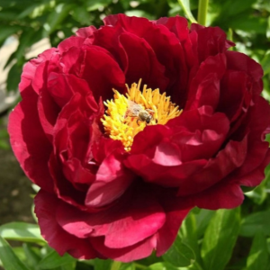 Пион Ред Глори