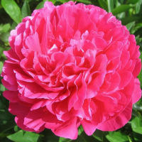 Пион генерал Мак-Магон