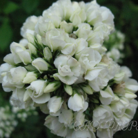 Флокс махровый Тиара