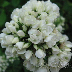 Флокс махровый Тиара