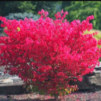 Бересклет крылатый Компактус