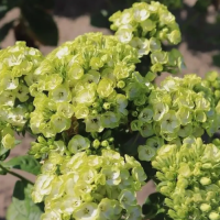 Флокс Орхид Грин