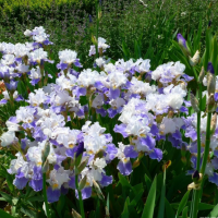 Магазин семян и посадочного материала с доставкой по Казахстану