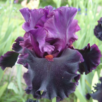 Ирис Сатурн