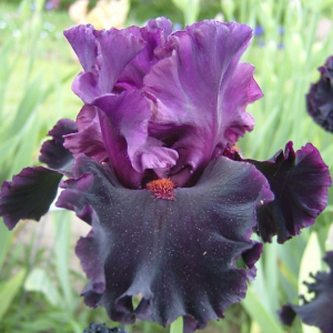 Ирис Сатурн