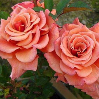 Роза Энн Хендерсон