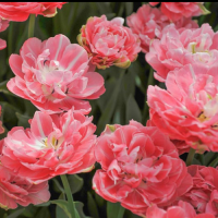 Тюльпан многоцветковый Аннелинда 5 шт