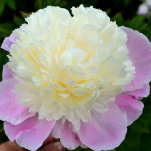 Пион Тач оф Класс (осень)