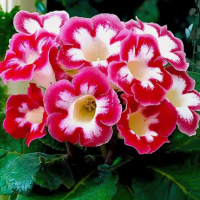 Глоксиния Бланш де Меру 1 шт