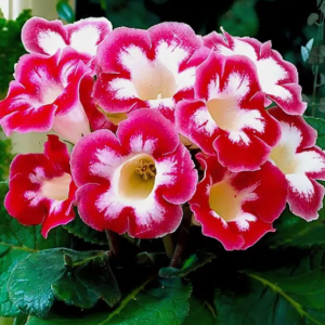 Глоксиния Бланш де Меру 1 шт