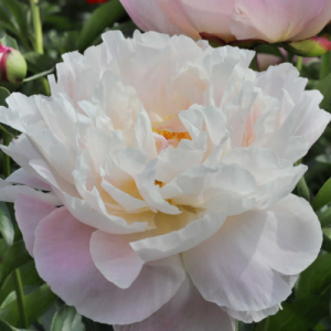 Пион Леди Александра Дафф