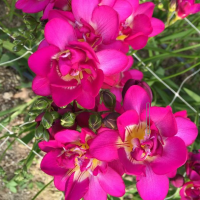 Фрезия махровая розовая 15 шт
