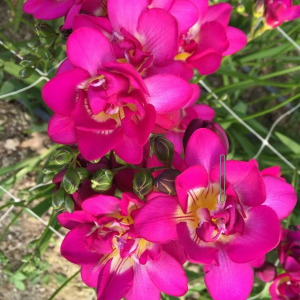 Фрезия махровая розовая 15 шт