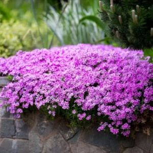 Флокс шиловидный Пепл Бьюти