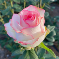 Роза Джумилия