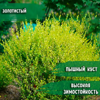Береза карликовая Голден Треже