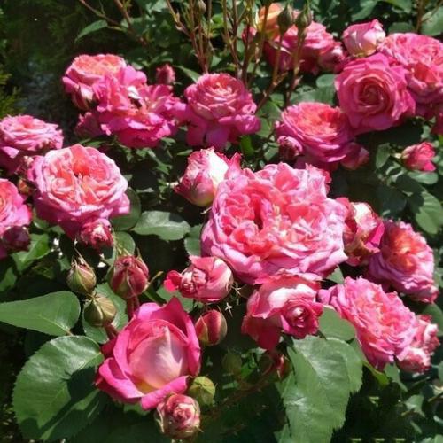 Роза гранд шато фото и описание