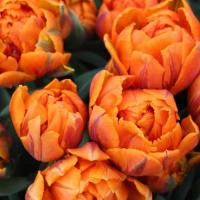 Тюльпан пионовидный Оранж Принцесс 7 шт