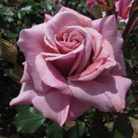 Роза новозеландская Симпли Джорджеус