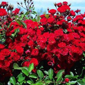 Роза Скарлет Мейяндекор