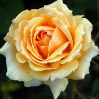 Роза София  Ренессанс