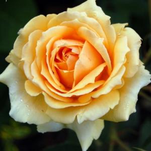 Роза София  Ренессанс