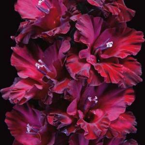 Гладиолус Тамбов 1921 5 шт