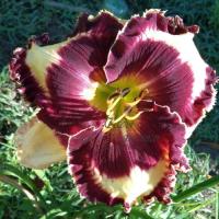 Лилейник Циркус Перфоманс