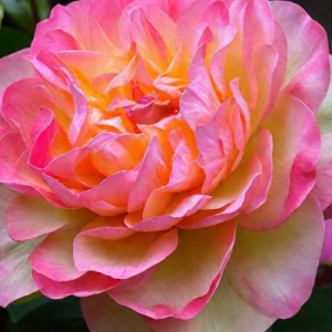 Роза Горджес