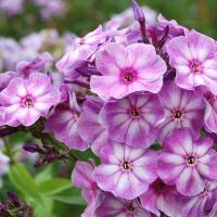 Флокс Мулатка( Селекция Россия)