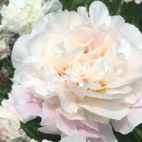 Пион Катарина Фонтейн