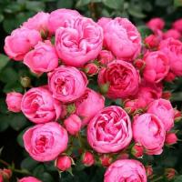 Роза Помпонелла