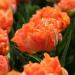 Тюльпан пионовидный Оранж Принцесс 7 шт