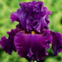 Ирис Маун Везувий