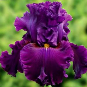 Ирис Маун Везувий