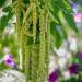 Amaranthus caudatus Смесь семян 200+