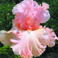 Ирис Ауэйкнинг Дримс