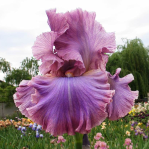 Ирис Виктор Королев