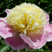 Пион Тач оф Класс (осень)