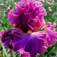 Ирис Фешенейбел Лейт